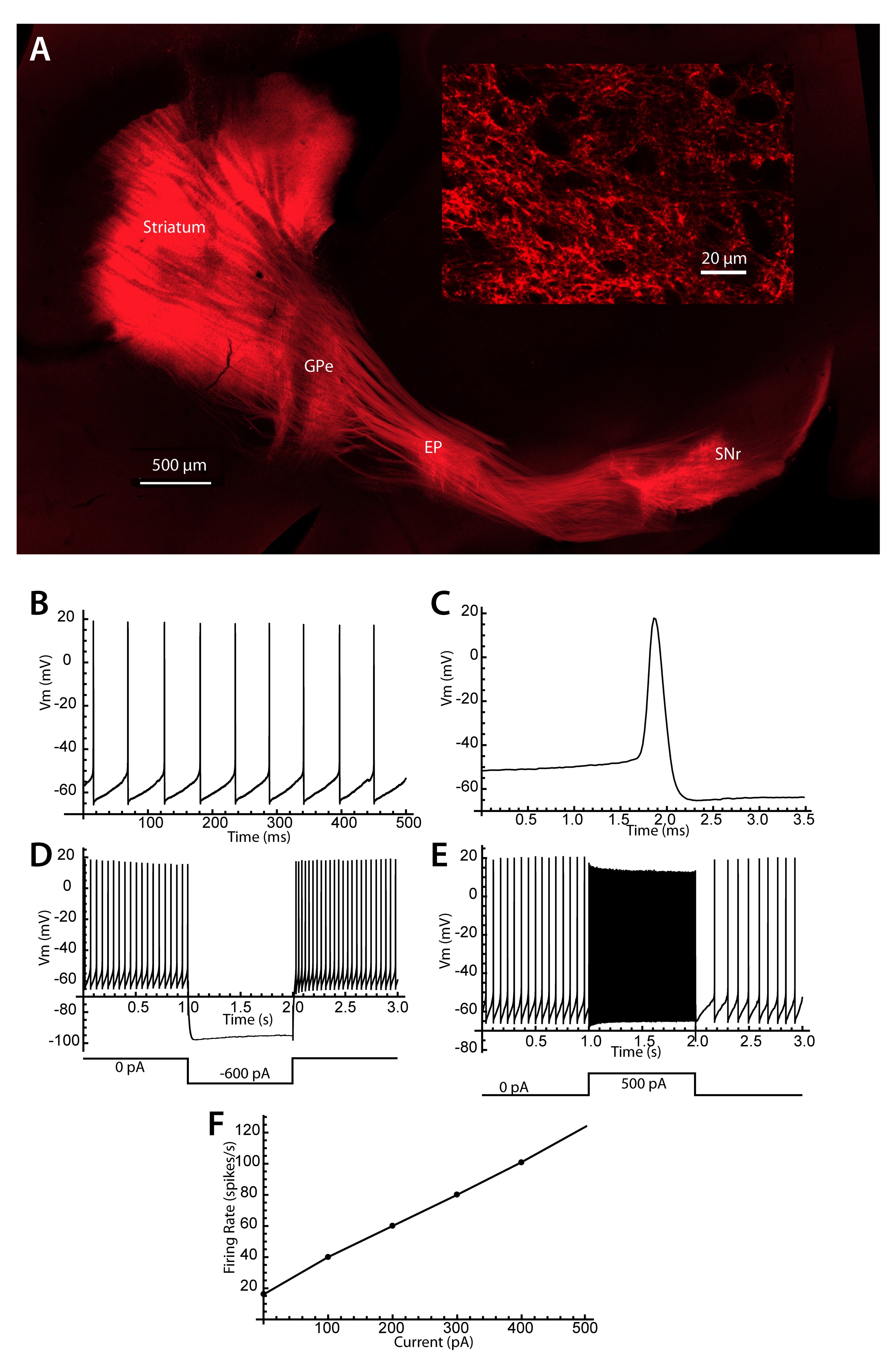 Predicting Responses To Inhibitory Synaptic Input In Substantia Nigra Pars Reticulata Neurons